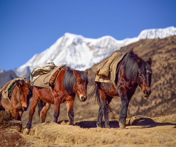 Horses in Bhutan